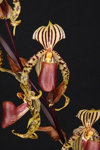 Paph. supardii Super D HCC 78 pts.